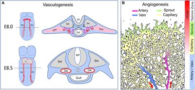 Developmental Perspectives on Arterial Fate Specification